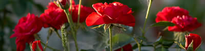 "ROSEN" - IMAGE ONE | Harmonie